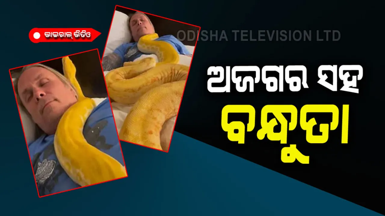 Man sleeping with 2 giant pythons
