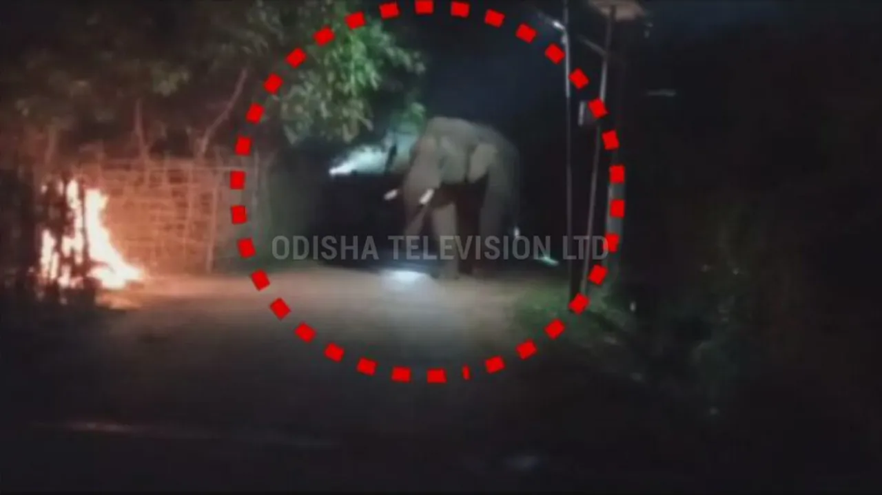 Wild elephant triggers panic after venturing into human settlement in Balasore