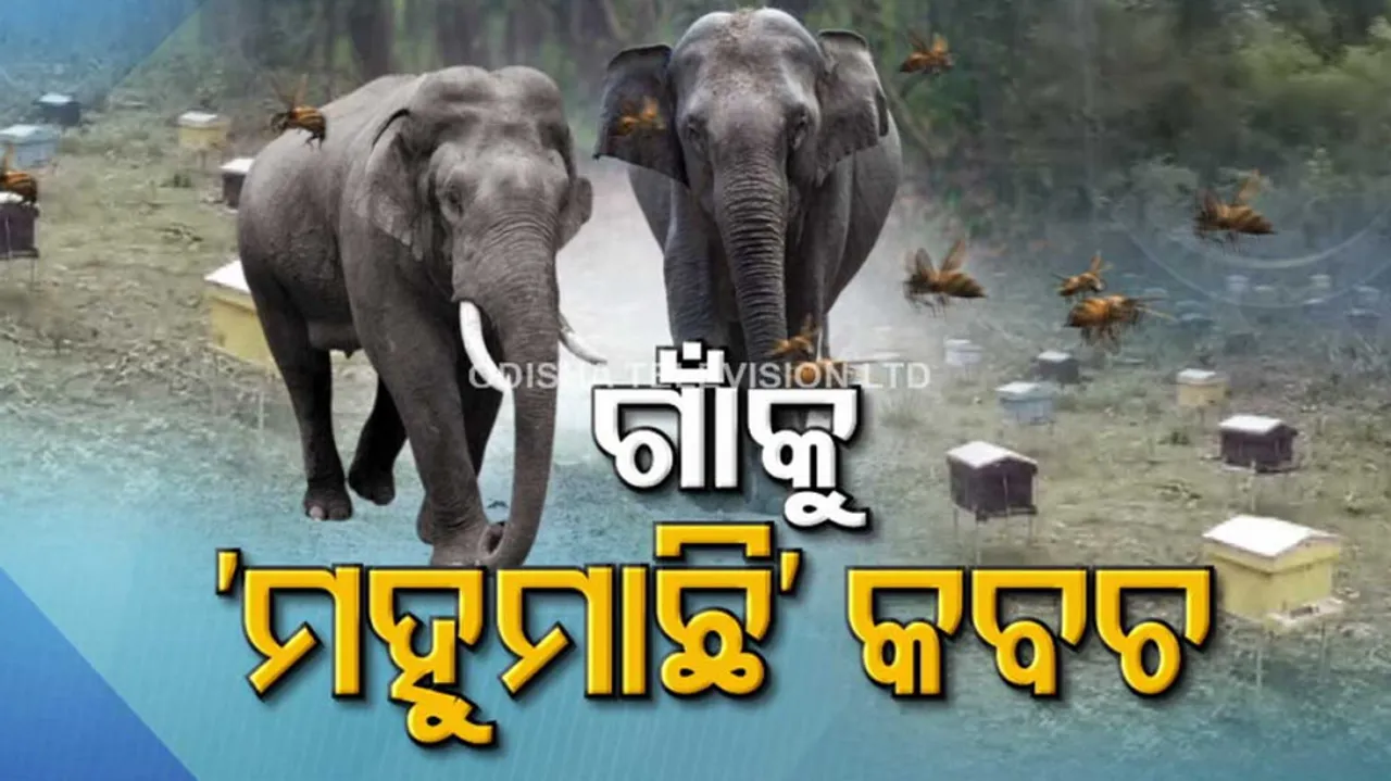 Bee-fence and Elephant Herds