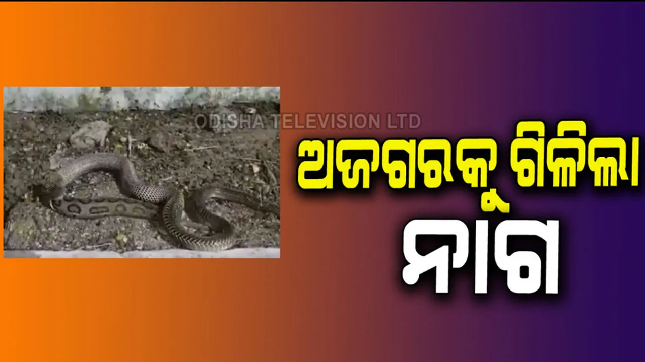 king-cobra-eats-up-python