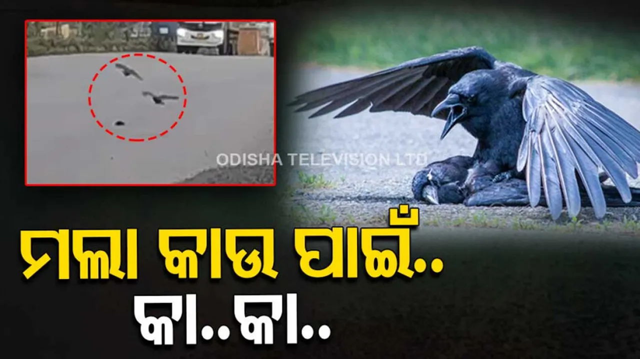 Think Crow Funerals Are Strange? Wait Until You See the Wake