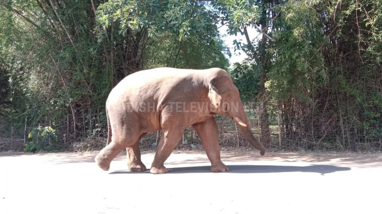Wild elephant creates havoc in Odisha's Balasore