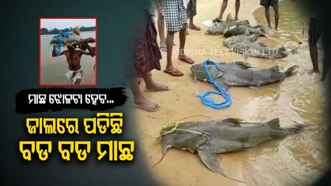 6 giant fish trapped in fishermen’s nets in Jajpur