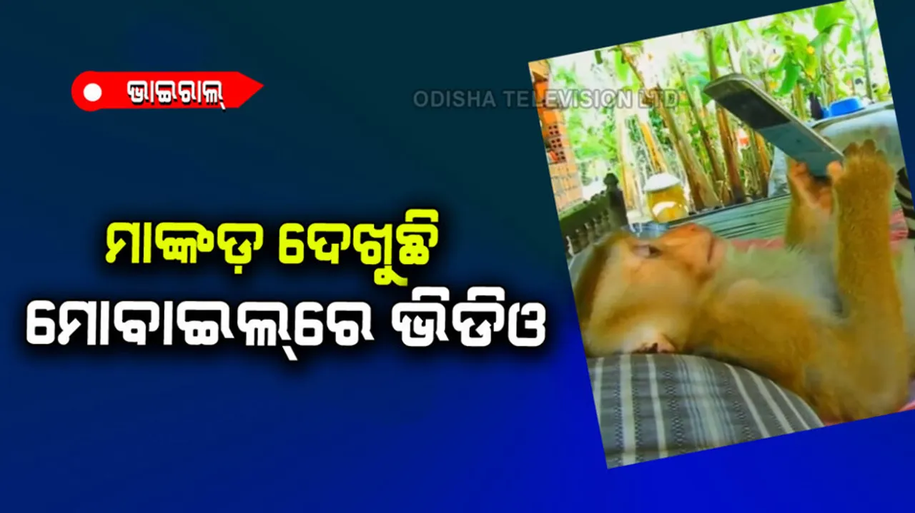 Monke using mobile phone while lying on bed