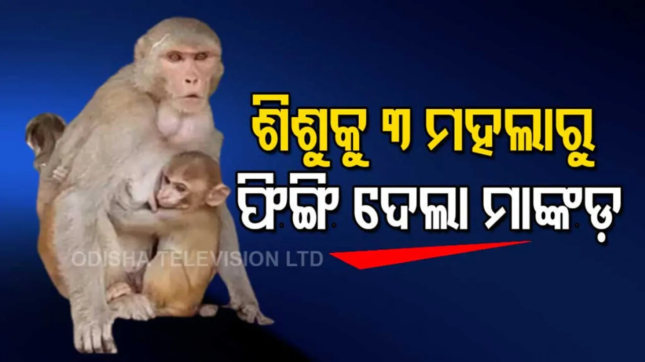 Monkey Throws 4-Month-Old Baby Off Building In UP