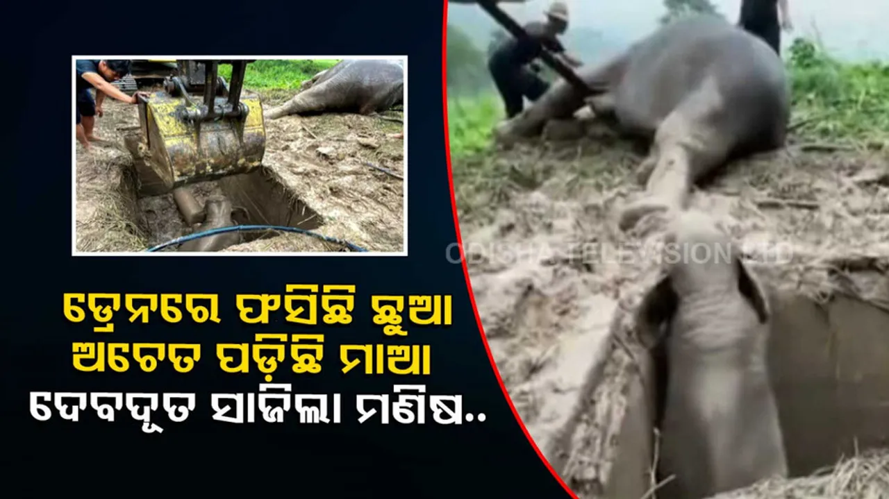 Mother elephant faints after baby falls into manhole, Watch how vets revived her