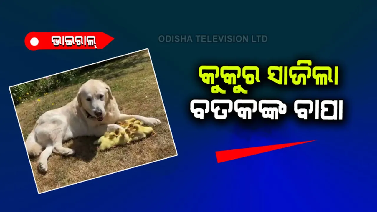 Becoming the father of orphan ducks the dog showed affection and kindness