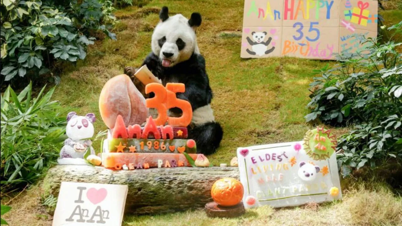 An An, world's oldest male giant panda, dies at 35
