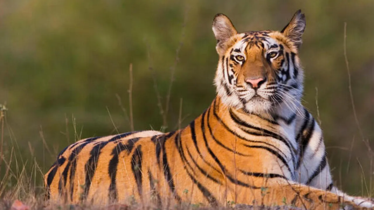 International Tiger Day