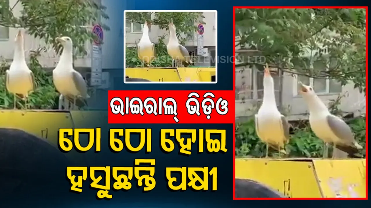 bird laughing like a human, watch the video