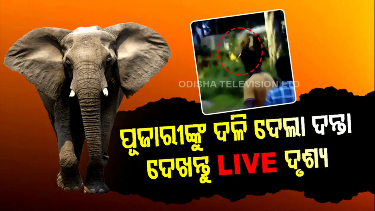 Elephant Attack, Viral Video