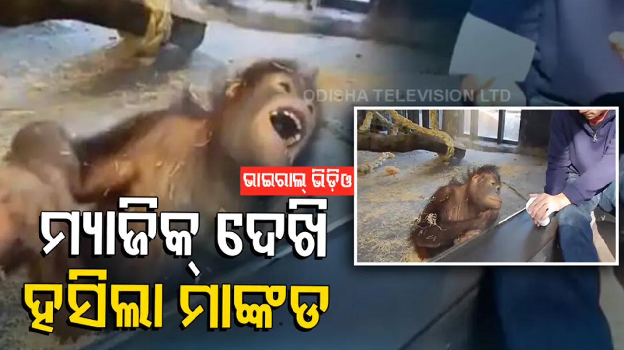 man showing magic to orangutan then he badly laughed in funny viral video 
