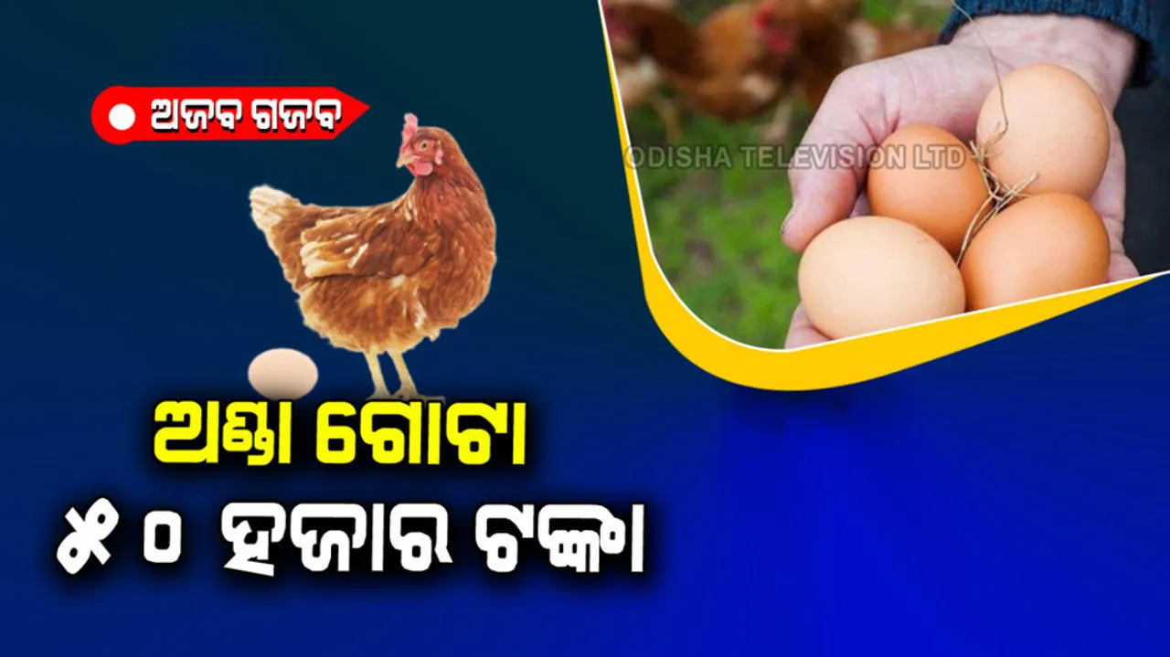 Single egg from chicken could sell for almost 50 thousand