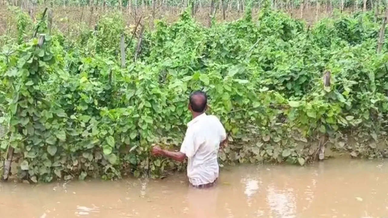 ଏ ଦୃଶ୍ୟ ହେଉଛି କଟକ ଜିଲ୍ଲା  ଆଠଗଡ଼ ଅଞ୍ଚଳର। ଛନଛନିଆ ପରିବା ଚାଷ ବନ୍ୟା ପାଣିରେ ବୁଡ଼ି ରହିଛି।