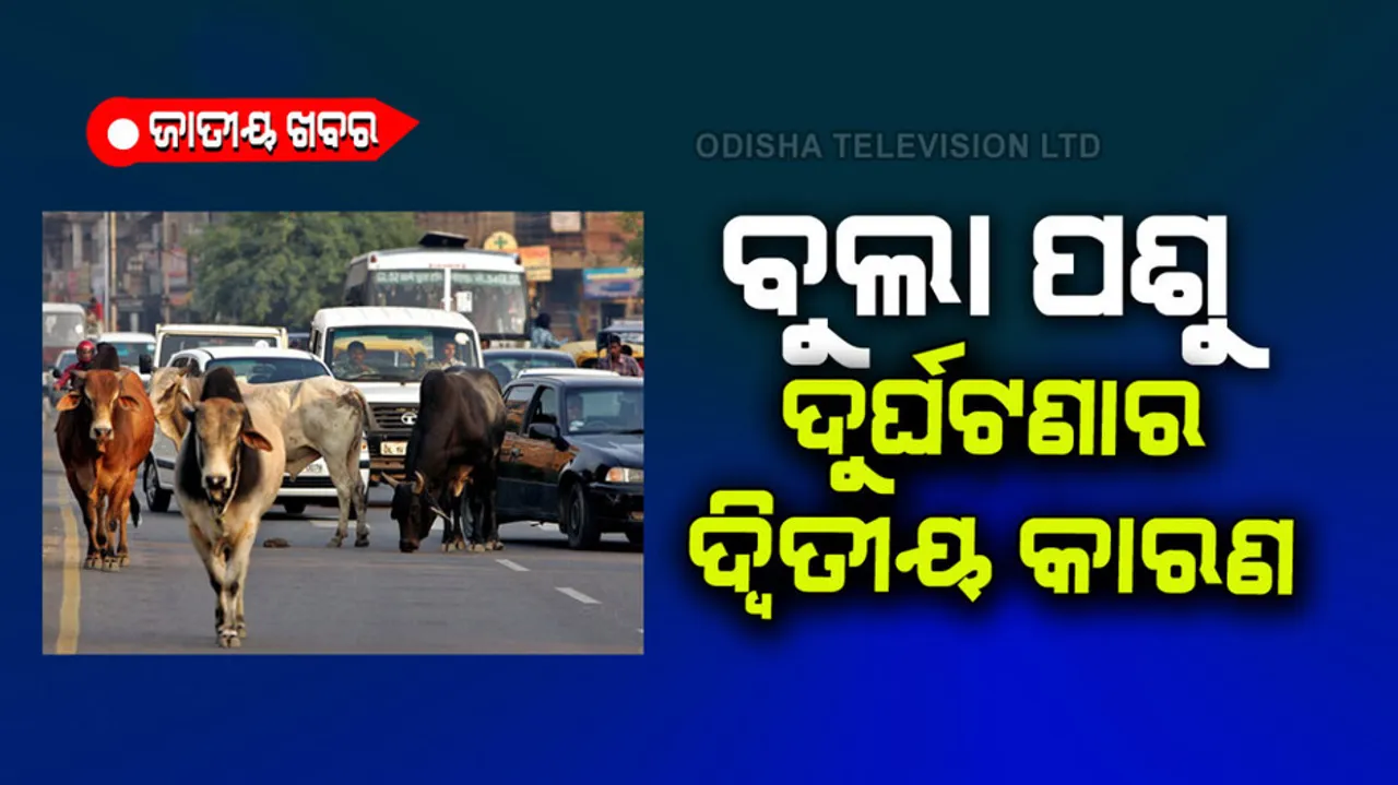 Stray animals second biggest reason for road accidents