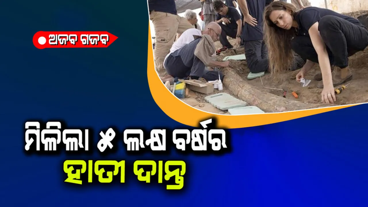 5 lakh year old ivory found in israel