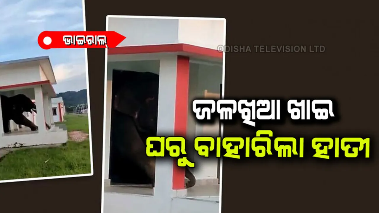 Elephant's Viral Video