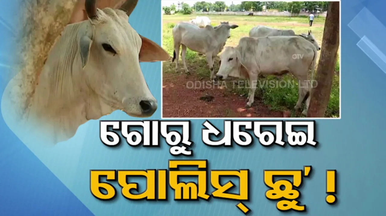 ଗୋଚାଲାଣ ମାମଲା