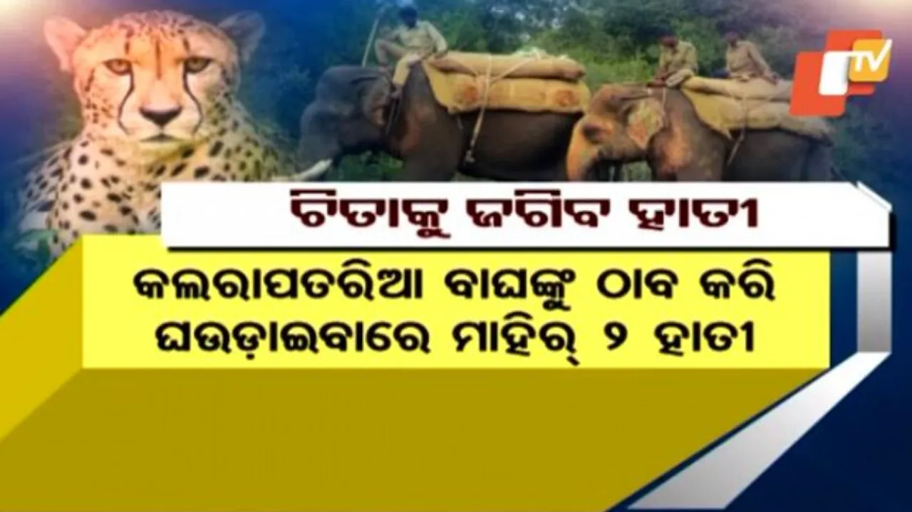 Elephants Will Guard Cheetahs