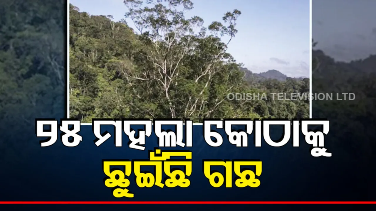 worlds tallestv tree in amazon forest