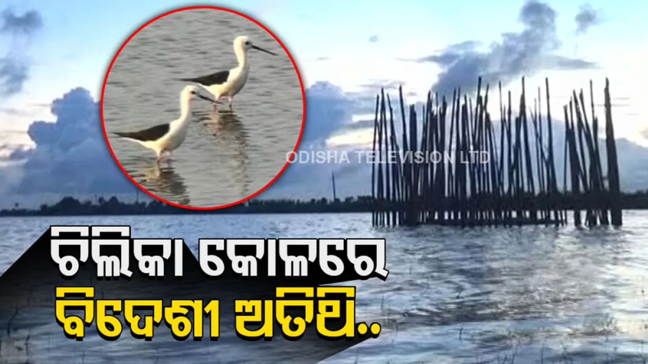 Chilika Lake Migratory Birds