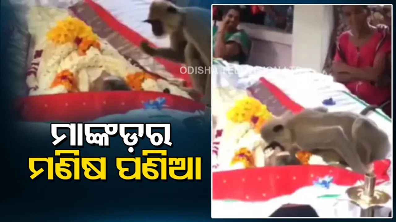 Monkey Viral Video