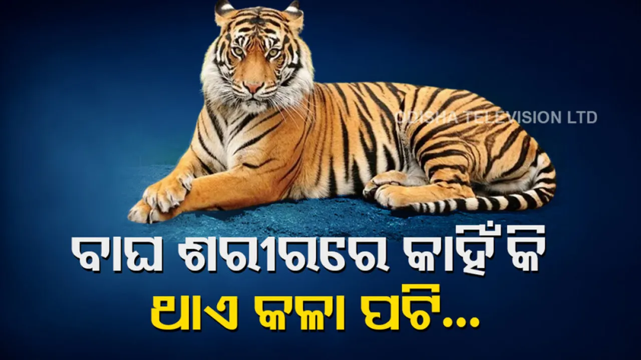 Black Strip In Tigers Skin