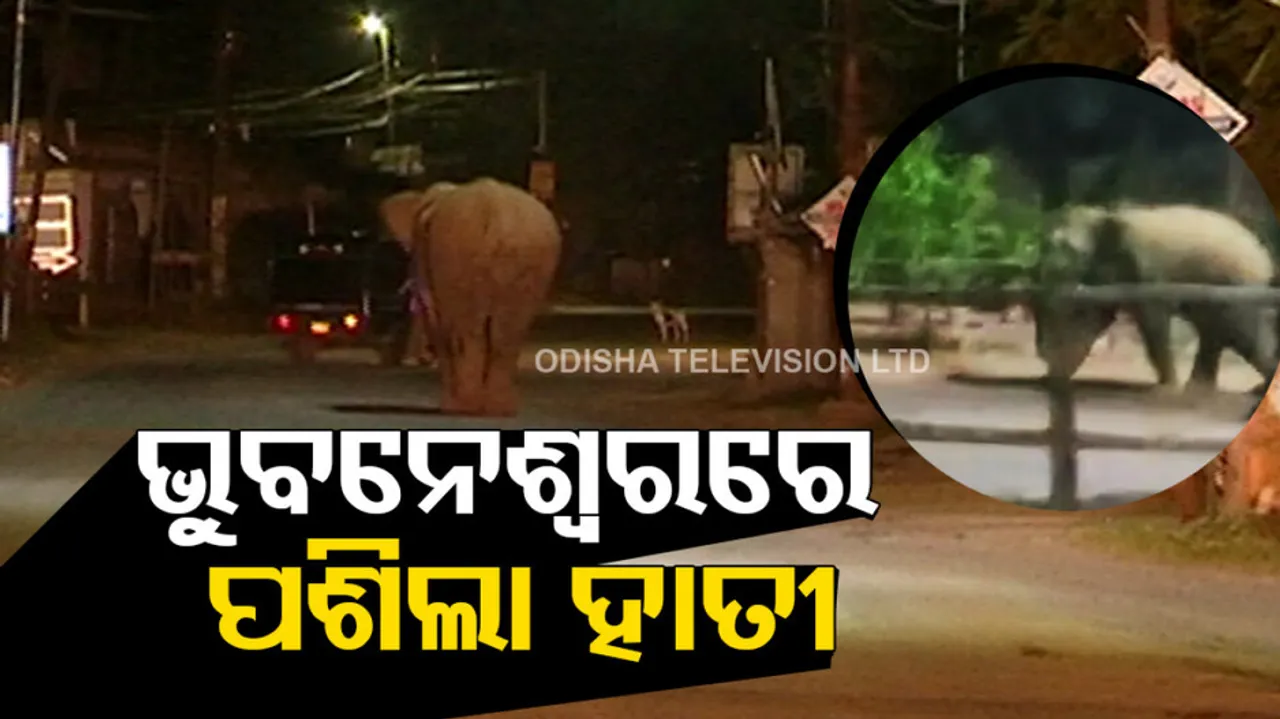 Elephant spotted in residential area of Bhubaneswar