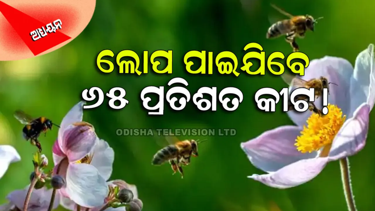 65% of insects on Earth to go extinct due to climate change