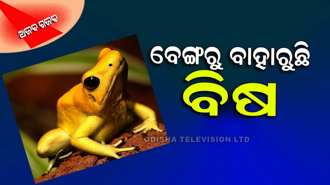 World Most Poisonous Frog