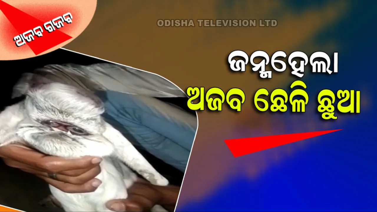 Goat With Human Face