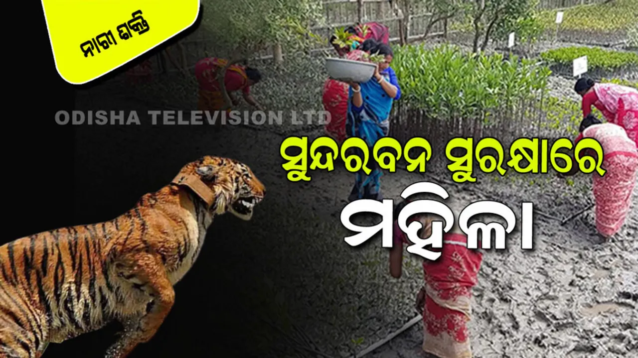 Women of Sundarbans are on the defensive