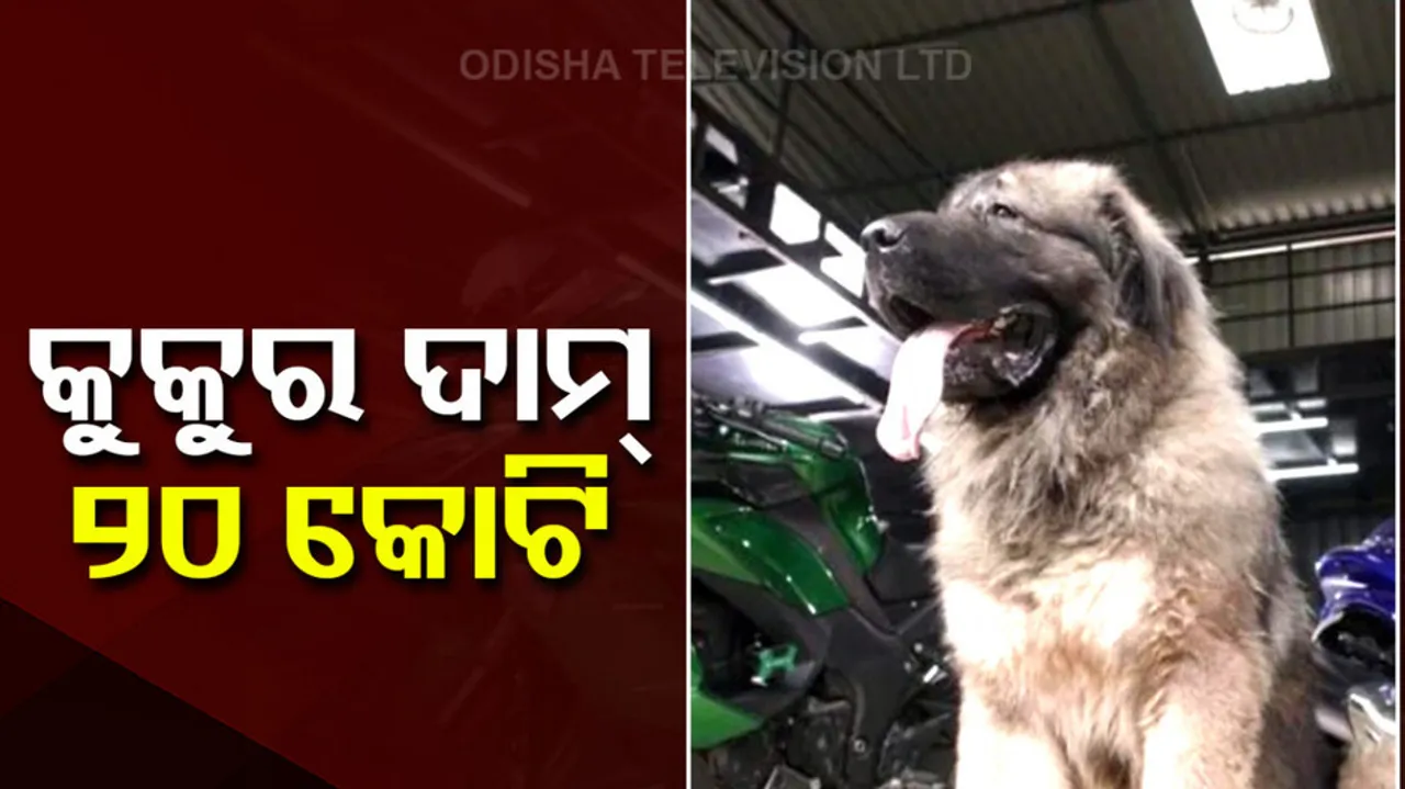 Bengaluru Man That Bought Rs 20 Crore Dog