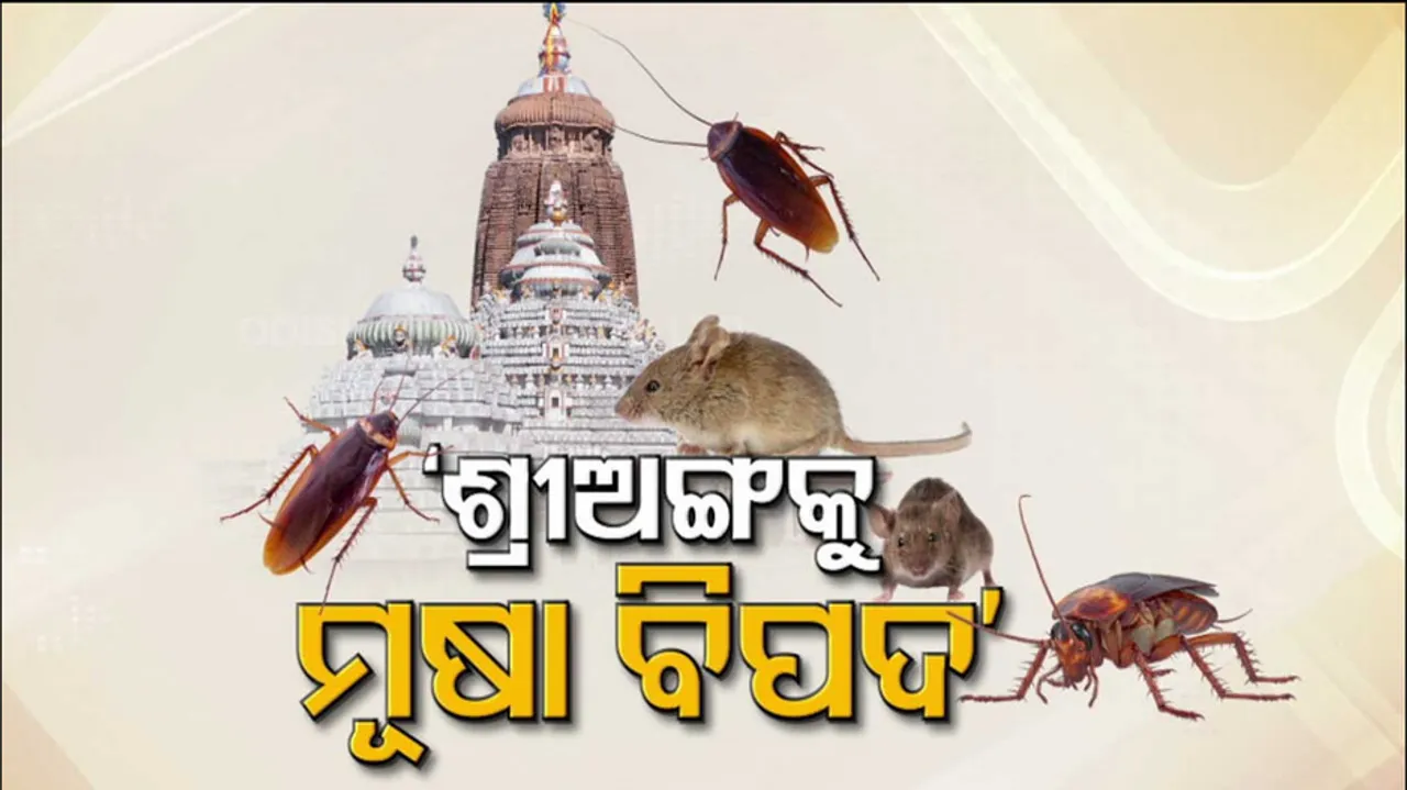 Rodent, Cockroach Menace Hits Puri Srimandir