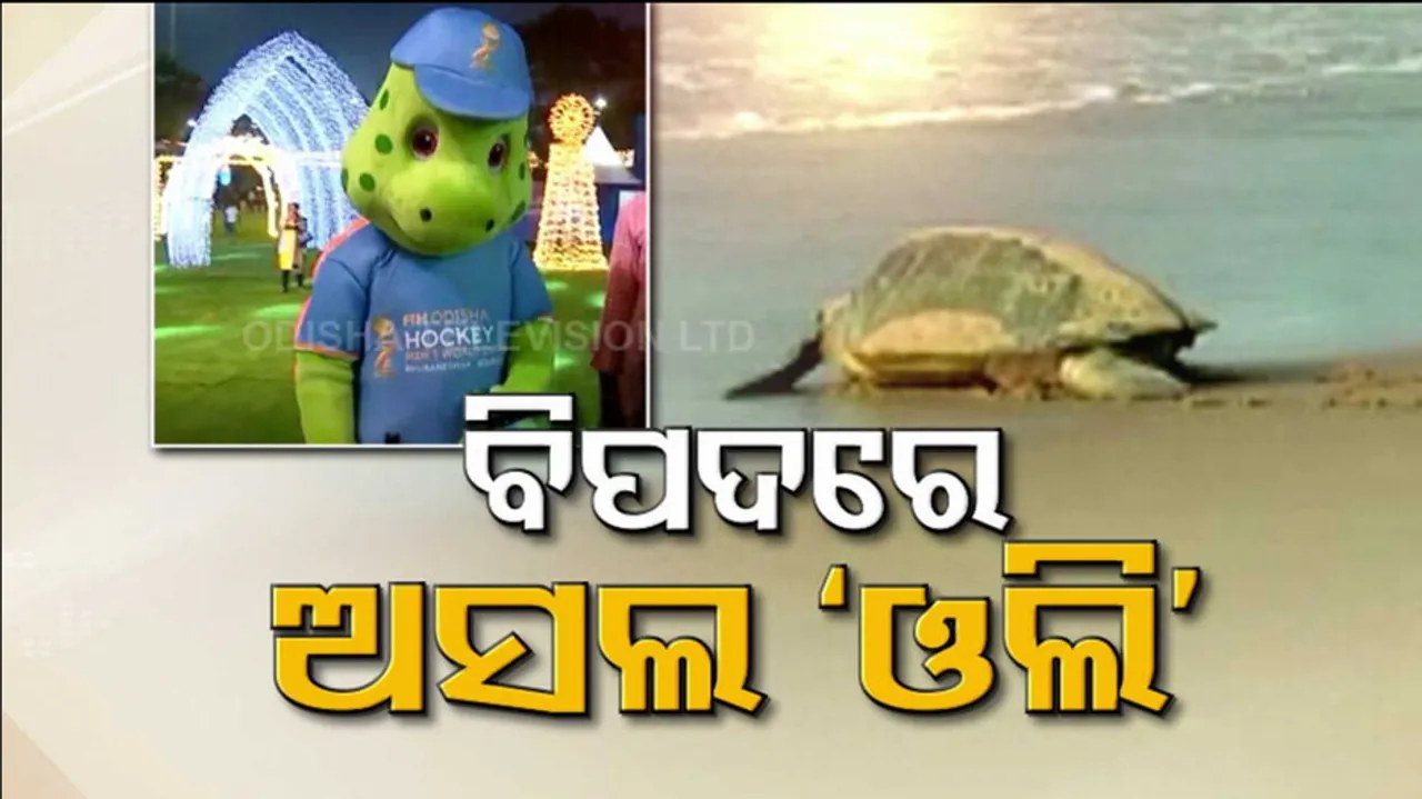 Olive Ridley Turtles In Odisha On Decline