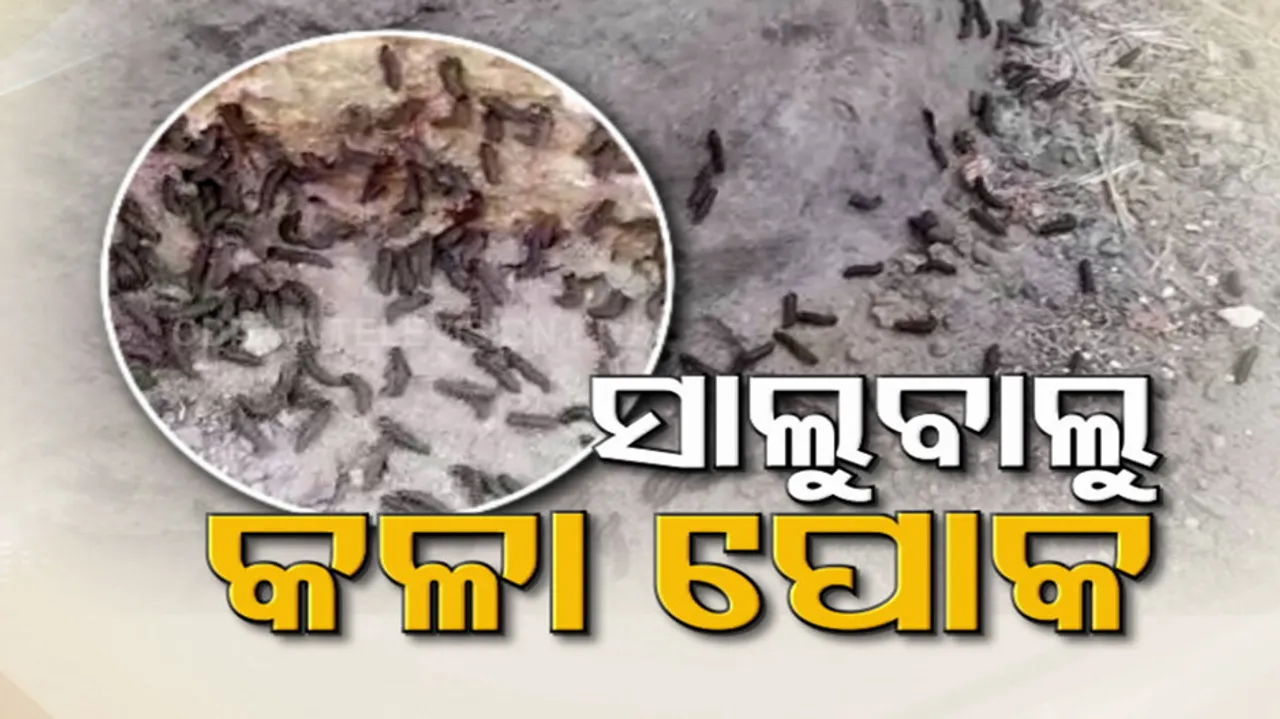 Worms Swarm Odisha Village Polosara, Panic Triggers Among Locals