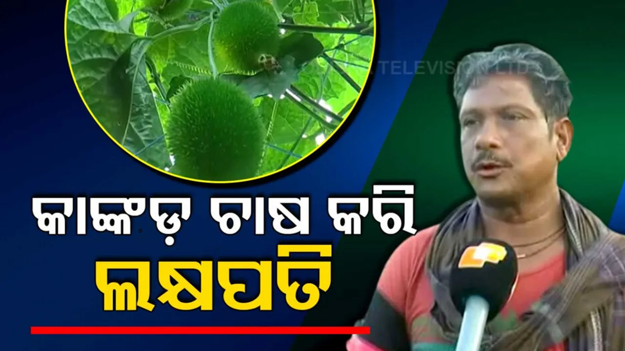 Spine Gourd Farming In Odisha