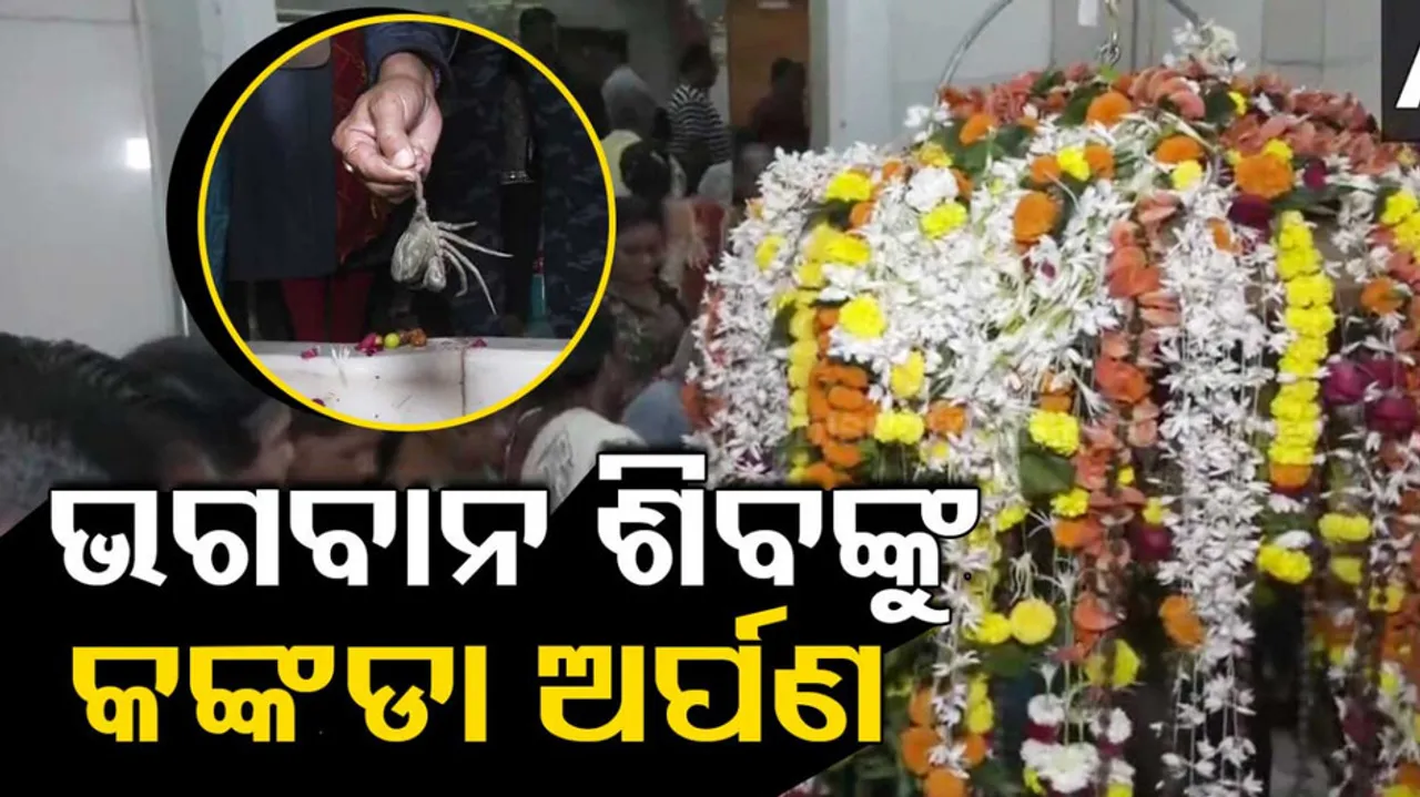 Live Crabs Offered To Lord Shiva In Gujarat Temple