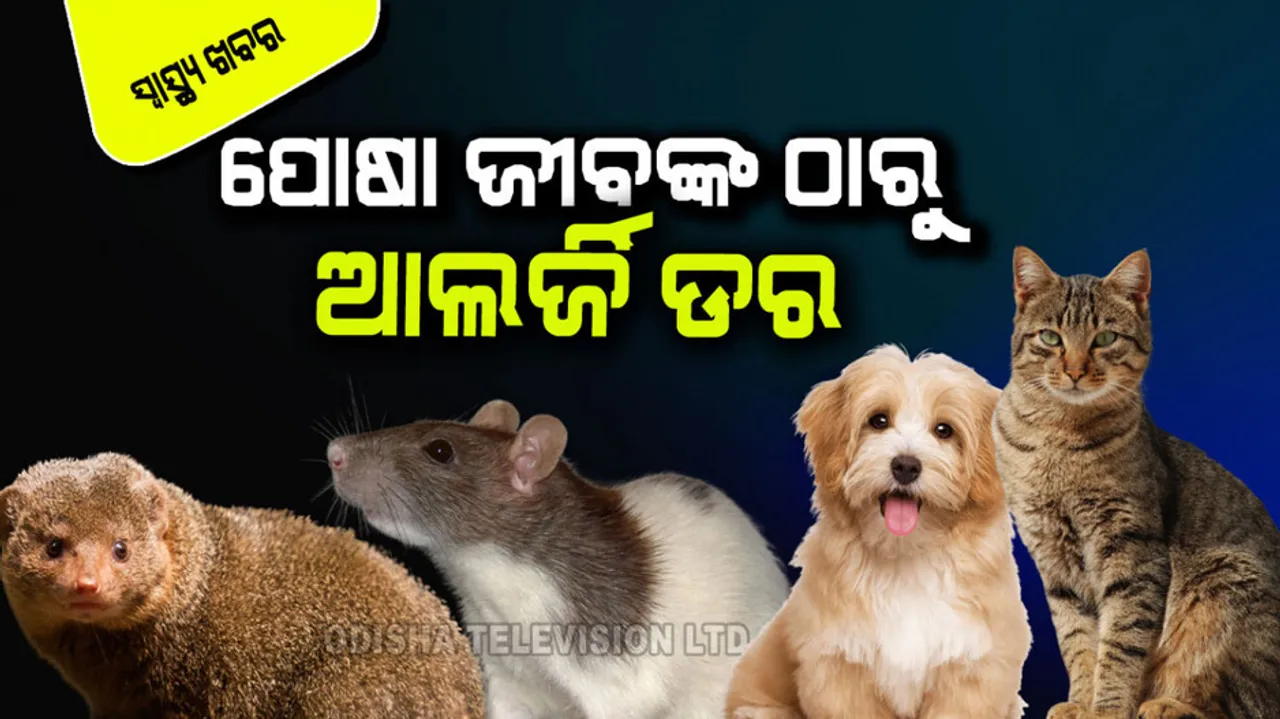 Fear of allergies from pets