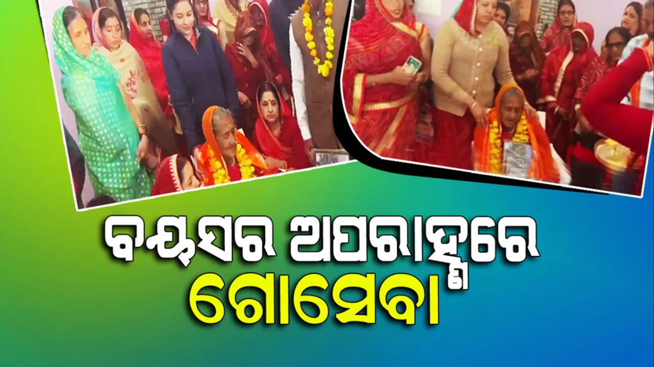 Old Woman Does Cow Service