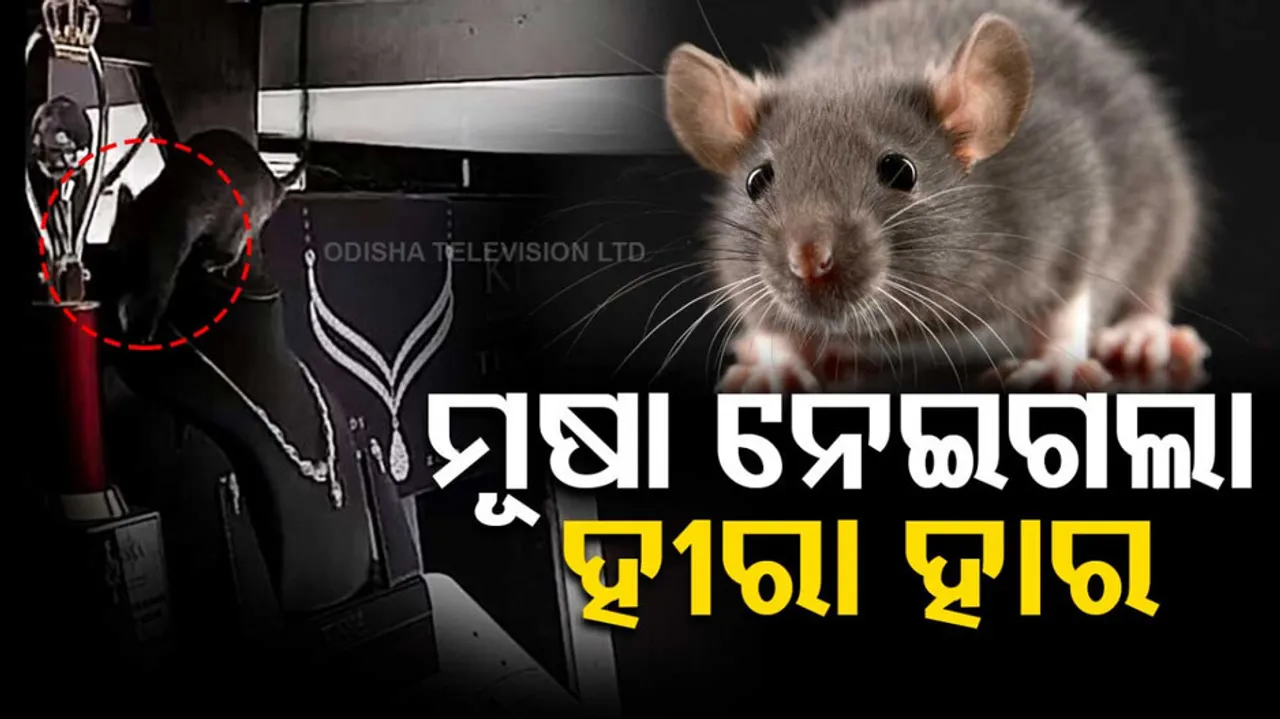 Rat Steals Diamond Necklace From Jewellery Shop