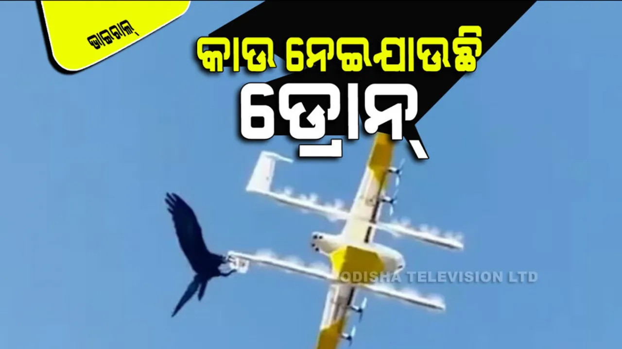  Crow Started Flying With Drone