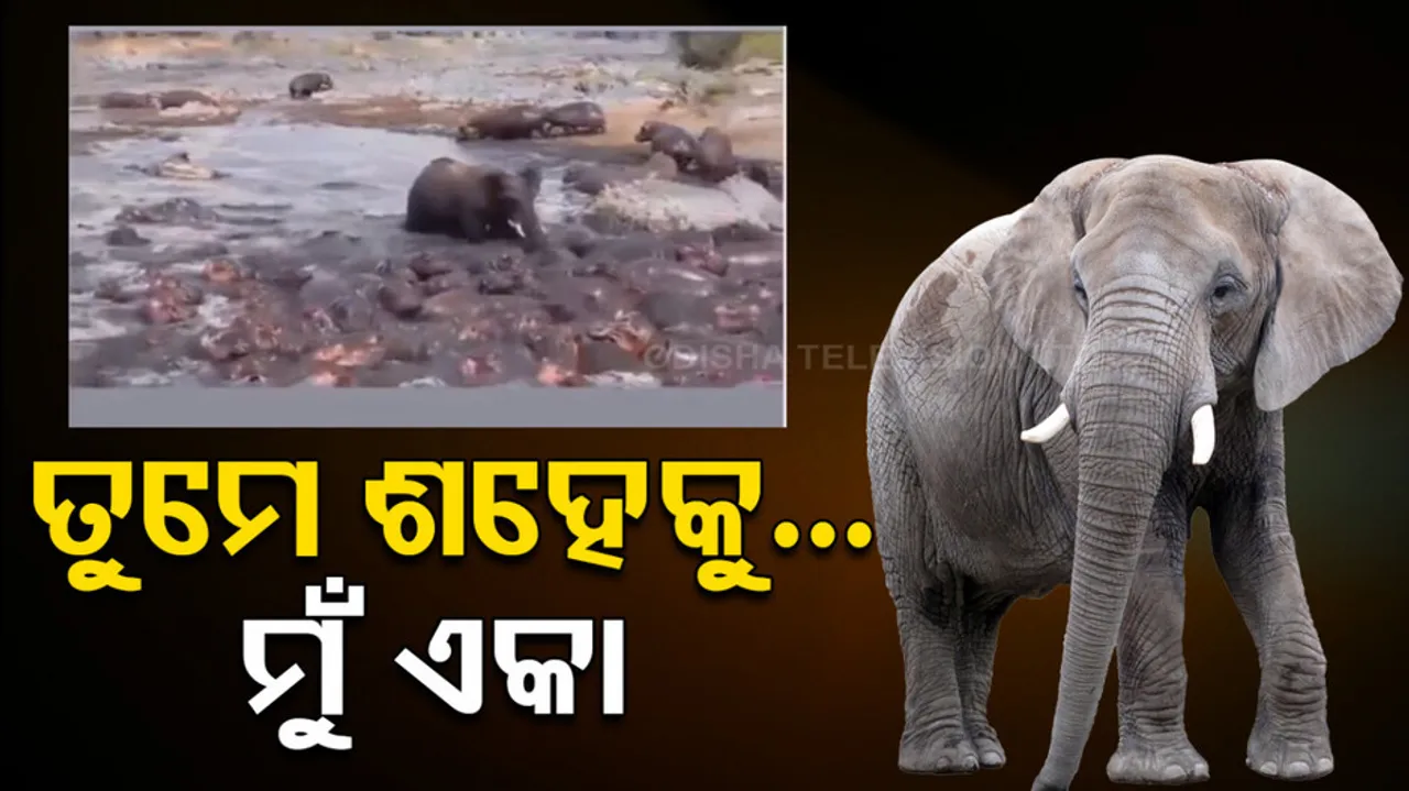 Elephant Viral Video