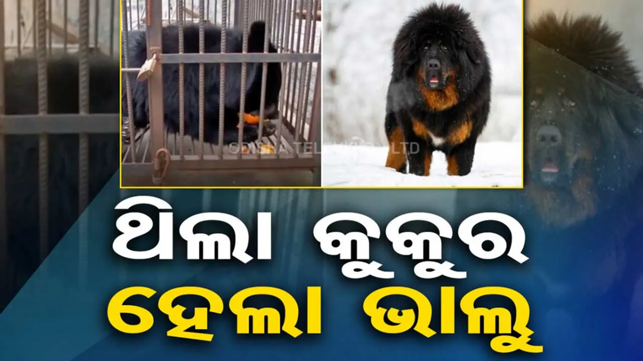 Dog Turns Out To Be A Bear