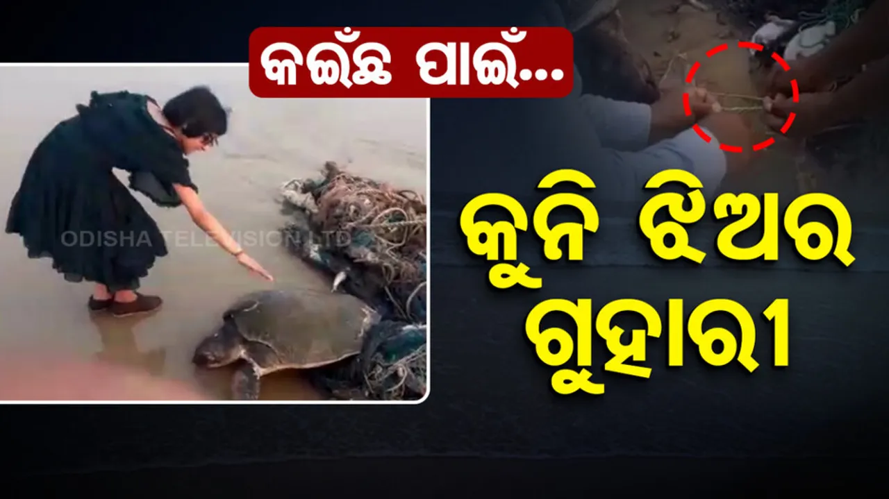 Olive Ridley Turtles In Odisha