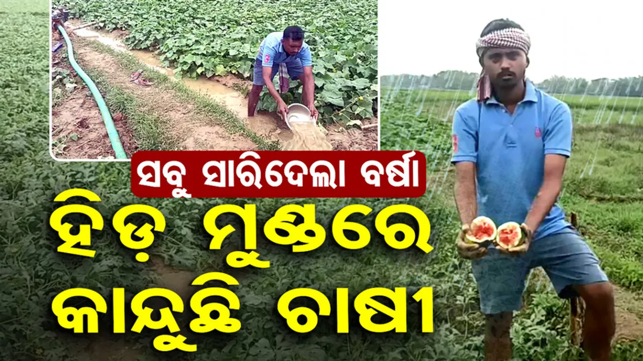 Unseasonal Rains Destroy Crops In Odisha
