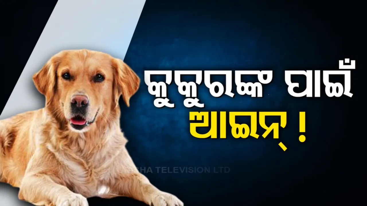 Pet Animal Guidelines In Bhubaneswar