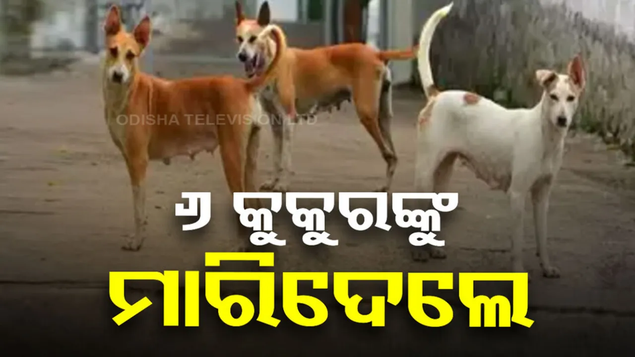 Dog Poisoned In Bhubaneswar