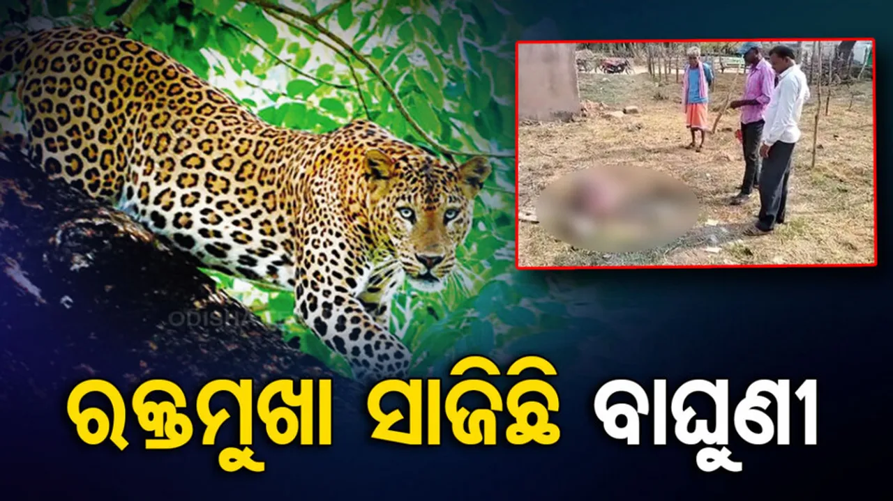 Nuapada Tiger Attack