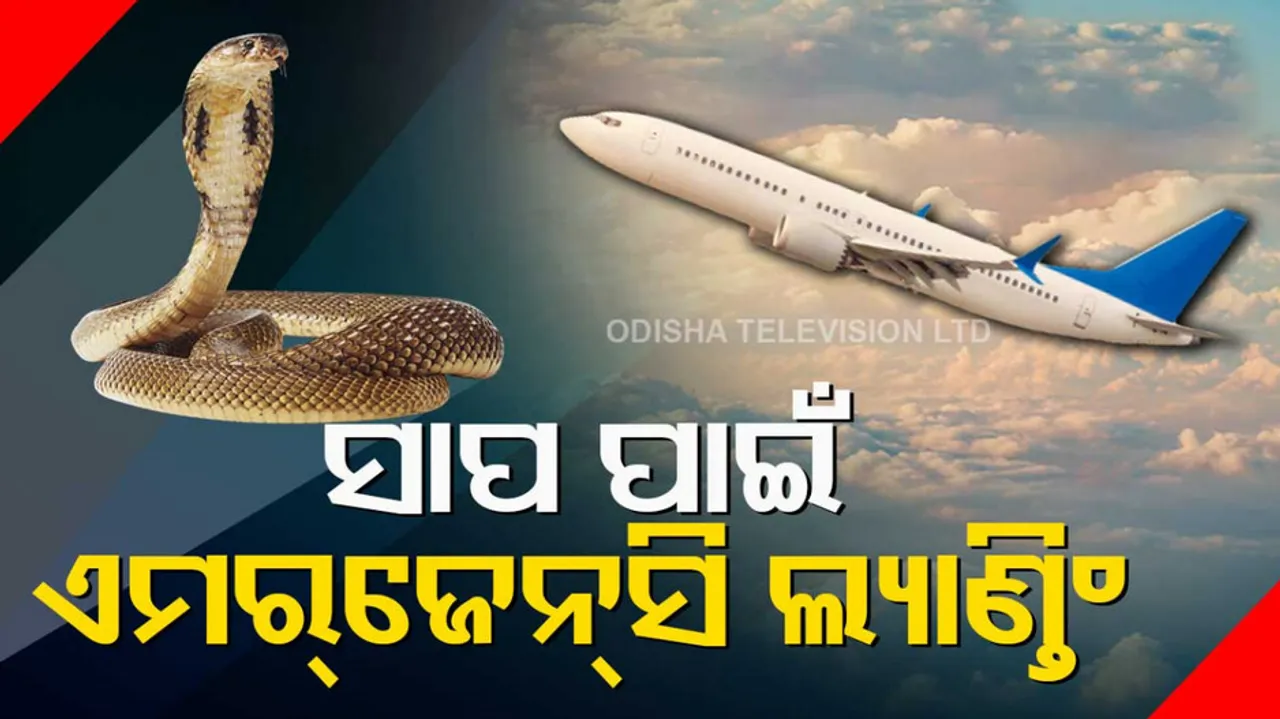 South Africa Snake On Plane